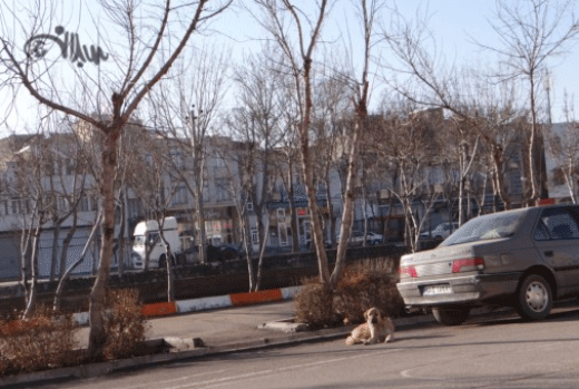 جولان سگ‌های ولگرد در خیابان‌های اردبیل+تصاویر