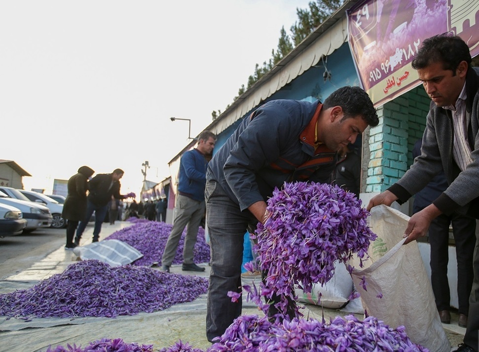 بازار گل زعفران در تربت&zwnj;حیدریه افتتاح شد