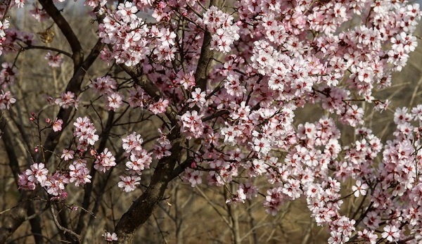 کاهش محسوس دما در فارس/ هشدار نارنجی بارش های رگباری شدید در برخی مناطق استان
