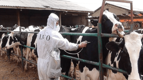 جلسه اضطراری برای مهار تب برفکی در اصفهان برگزار شد جلسه اضطراری برای مهار تب برفکی در اصفهان برگزار شد