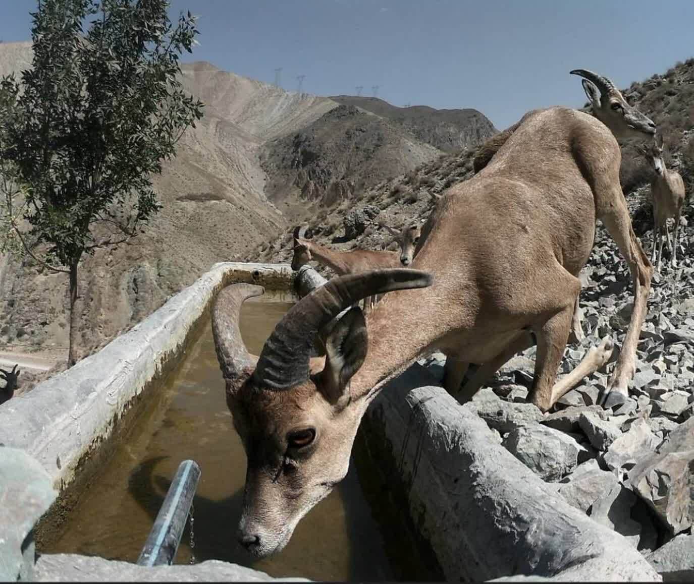 کوه سفید دماوند در قاب دوربین؛ روایتی از همزیستی حیات وحش در گرمترین روزهای سال+ تصاویر کوه سفید دماوند در قاب دوربین؛ روایتی از همزیستی حیات وحش در گرمترین روزهای سال+ تصاویر