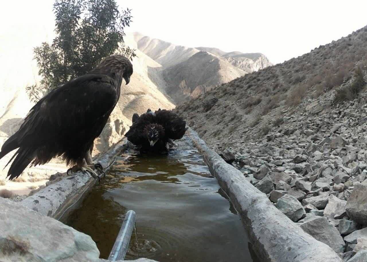 کوه سفید دماوند در قاب دوربین؛ روایتی از همزیستی حیات وحش در گرمترین روزهای سال+ تصاویر کوه سفید دماوند در قاب دوربین؛ روایتی از همزیستی حیات وحش در گرمترین روزهای سال+ تصاویر
