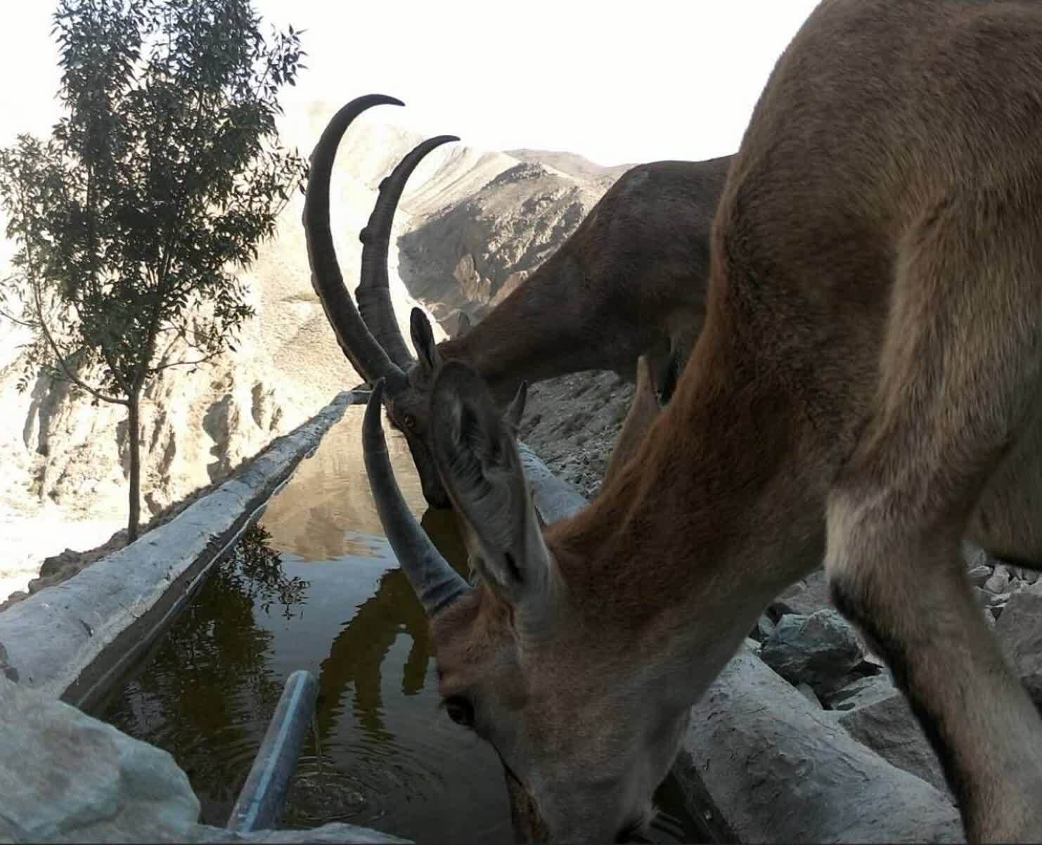 کوه سفید دماوند در قاب دوربین؛ روایتی از همزیستی حیات وحش در گرمترین روزهای سال+ تصاویر کوه سفید دماوند در قاب دوربین؛ روایتی از همزیستی حیات وحش در گرمترین روزهای سال+ تصاویر