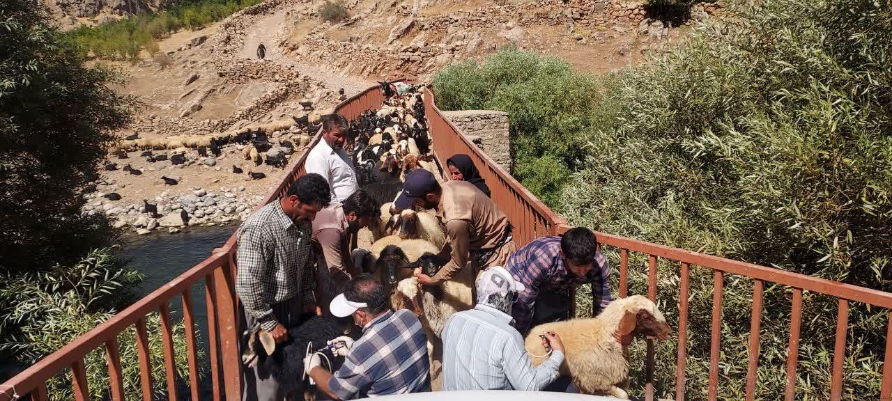 اردوی جهادی دامپزشکی کامیاران در پالنگان و کورهدره سفلی/ بیش از 4 هزار رأس دام واکسیناسیون شدند اردوی جهادی دامپزشکی کامیاران در پالنگان و کورهدره سفلی/ بیش از 4 هزار رأس دام واکسیناسیون شدند